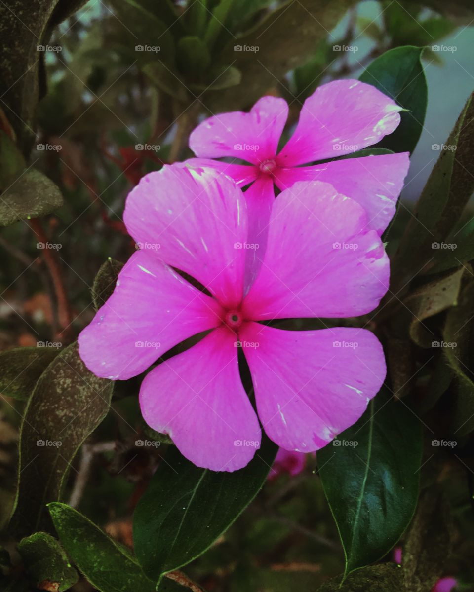 🌼#Flores do nosso #jardim, para alegrar e embelezar nosso dia!
#Jardinagem é nosso #hobby.
🌹
#flowers
#garden
#nature
#flor