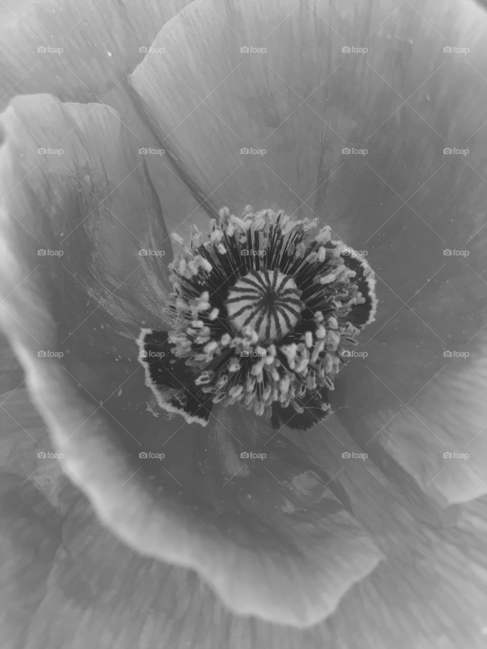 Inside flower