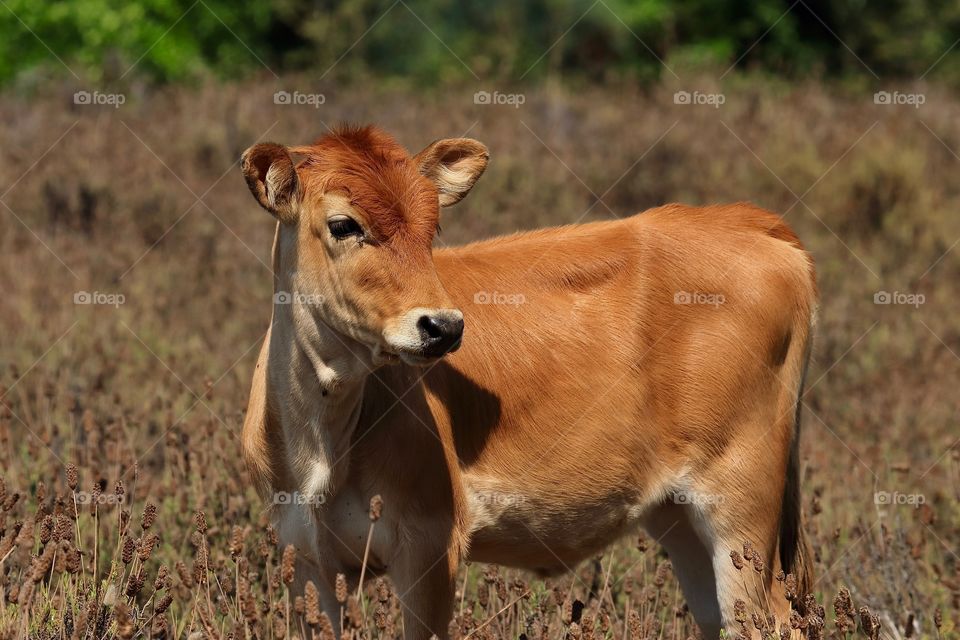 Younger cow