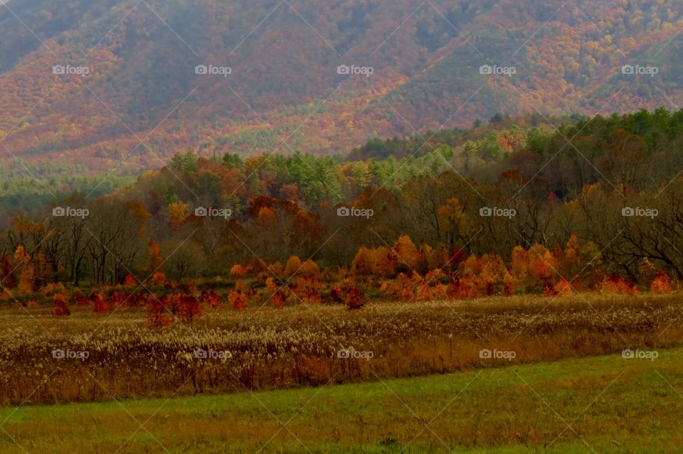 Fall colors in a high meadow