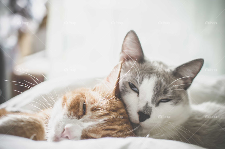 Two cats sleep together