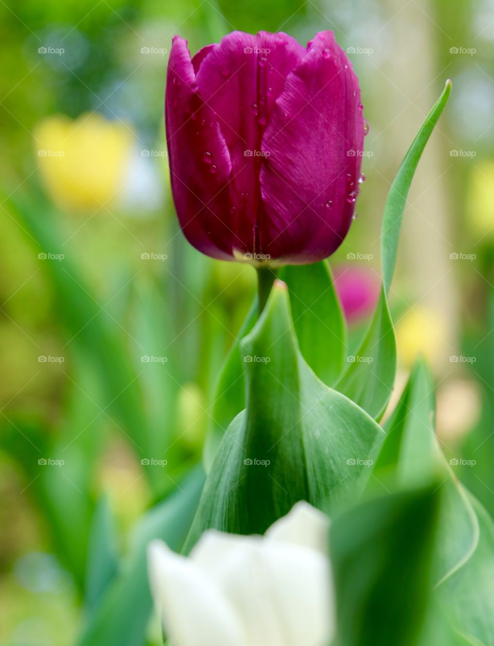 Tulip