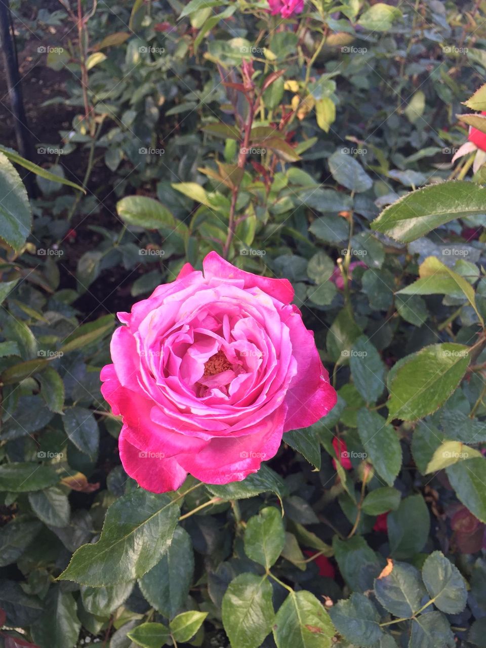 Flower in full bloom 