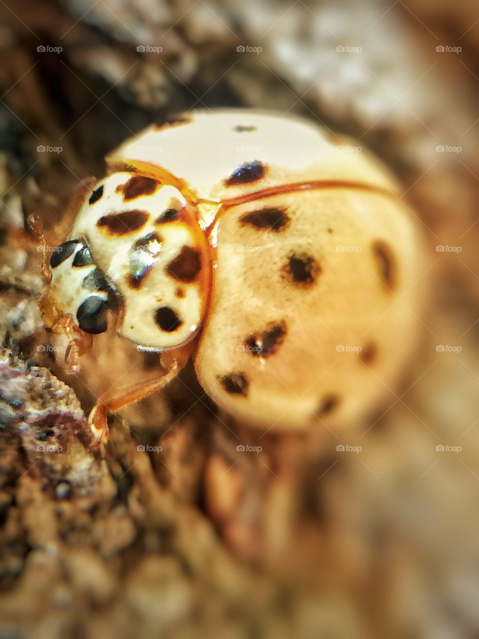 White ladybug | Photo with iPhone 5S + Macro lens. 🇧🇷