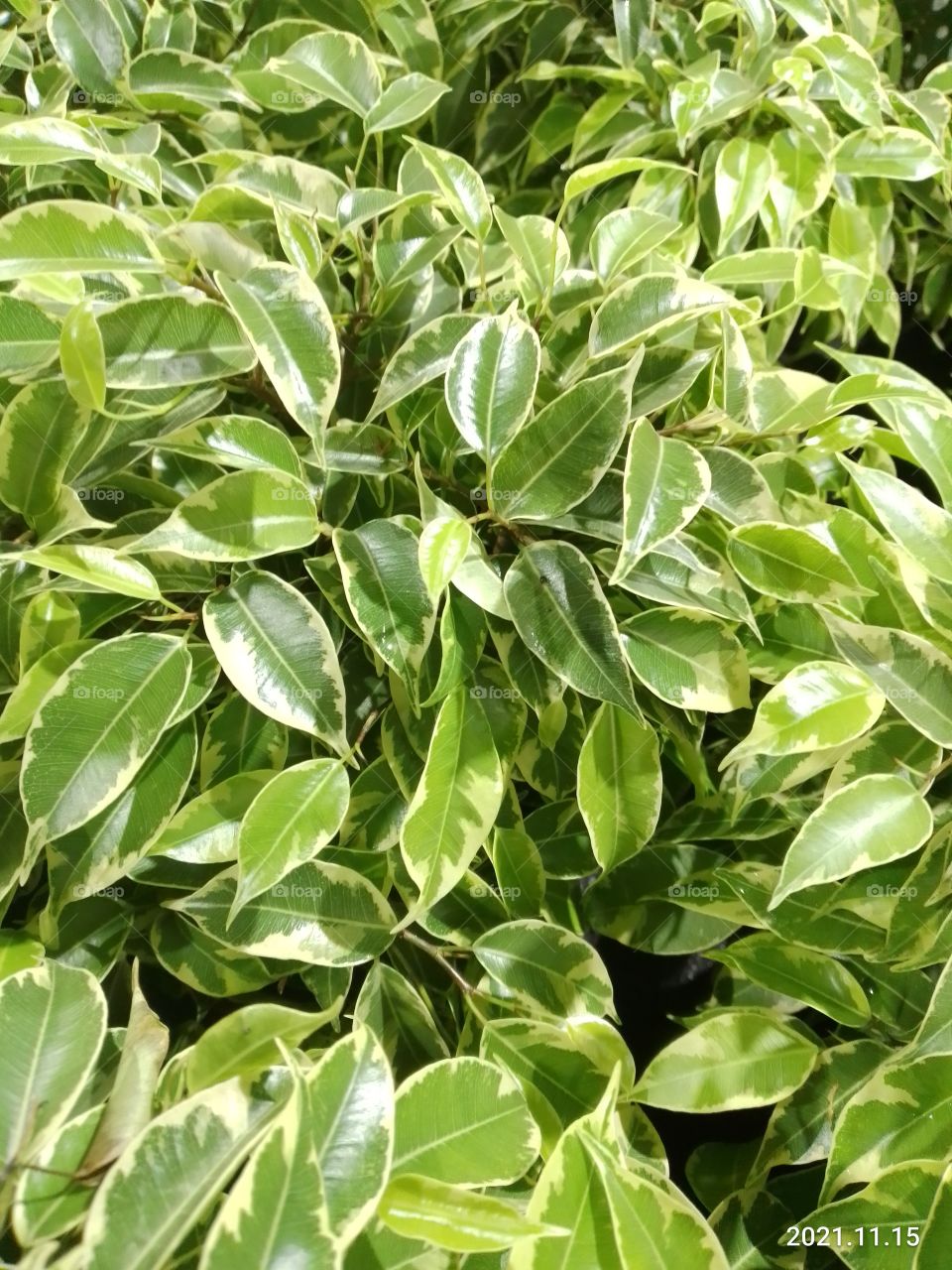 Ficus benjamina 'Kinky'