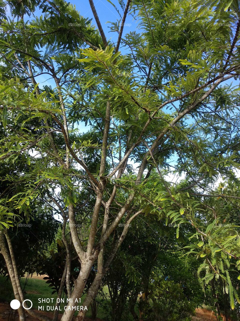 amla tree