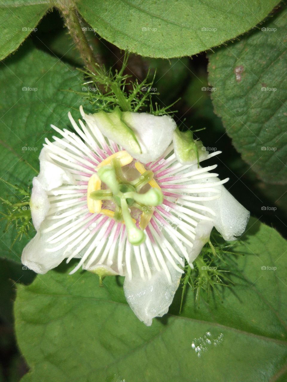 Nature, Leaf, No Person, Flora, Flower