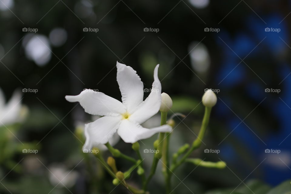 White Indian flower 