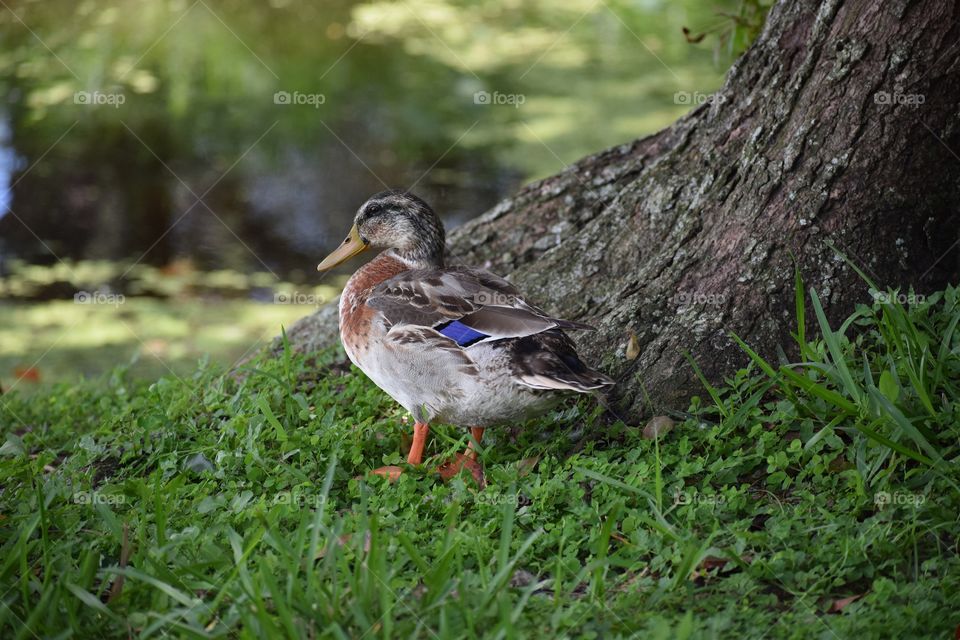 A mallard hen of the duck family stops for a break near a tree in a nearby park on a beautiful sunny day.