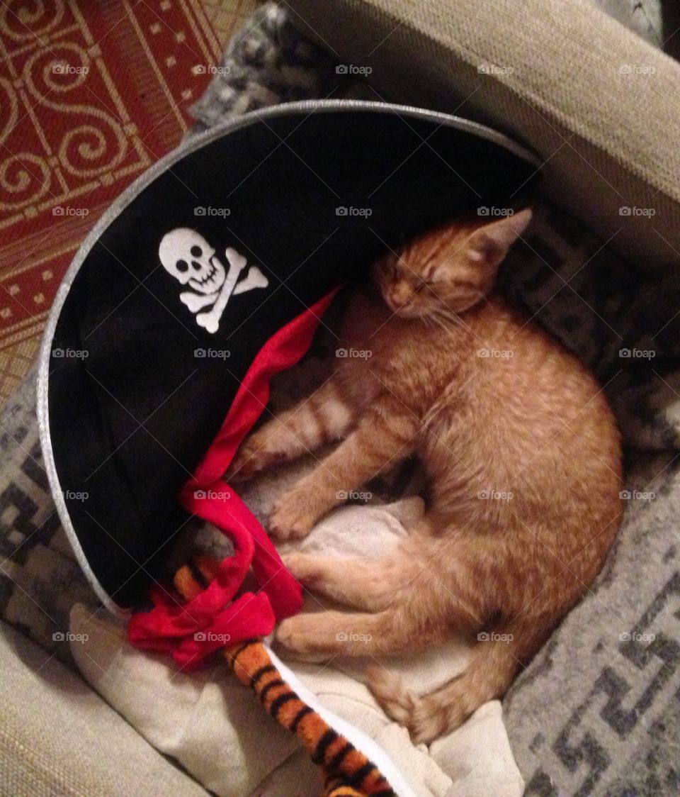 cat in pirate hat