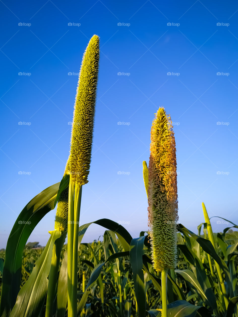 Ears of millet on the background of the sky background