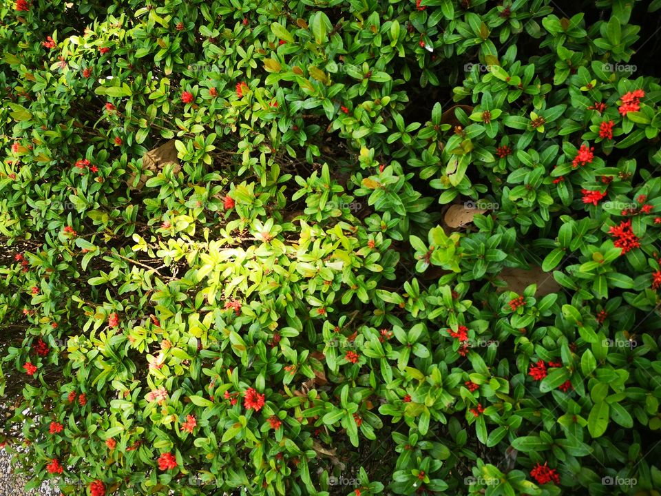 Leaf, Tree, Garden, Shrub, Flower