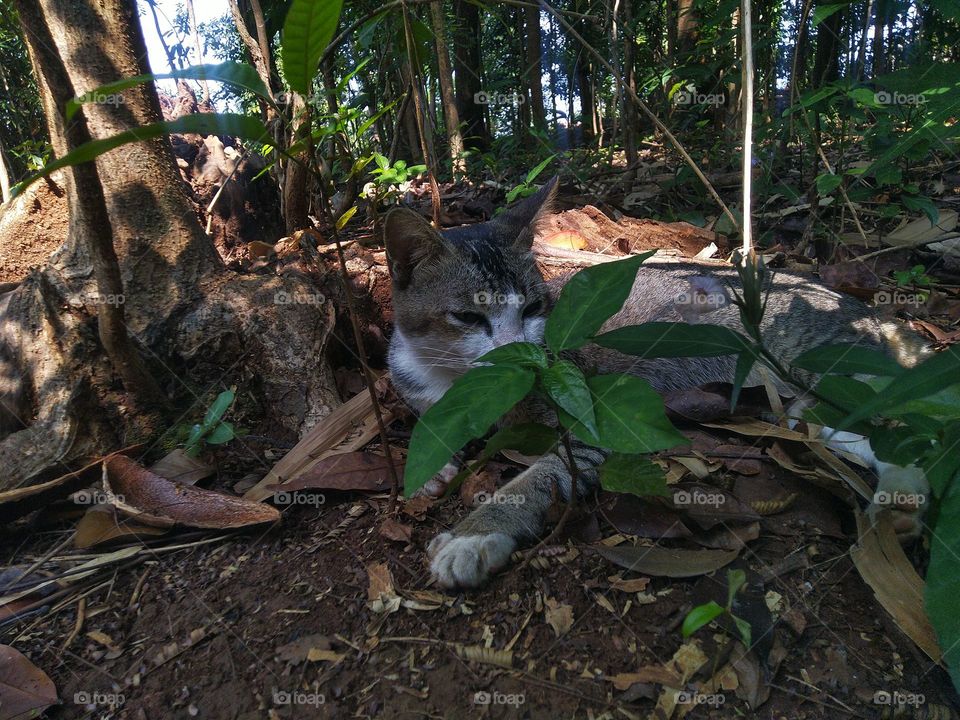 The stray cat is sitting behind the plant