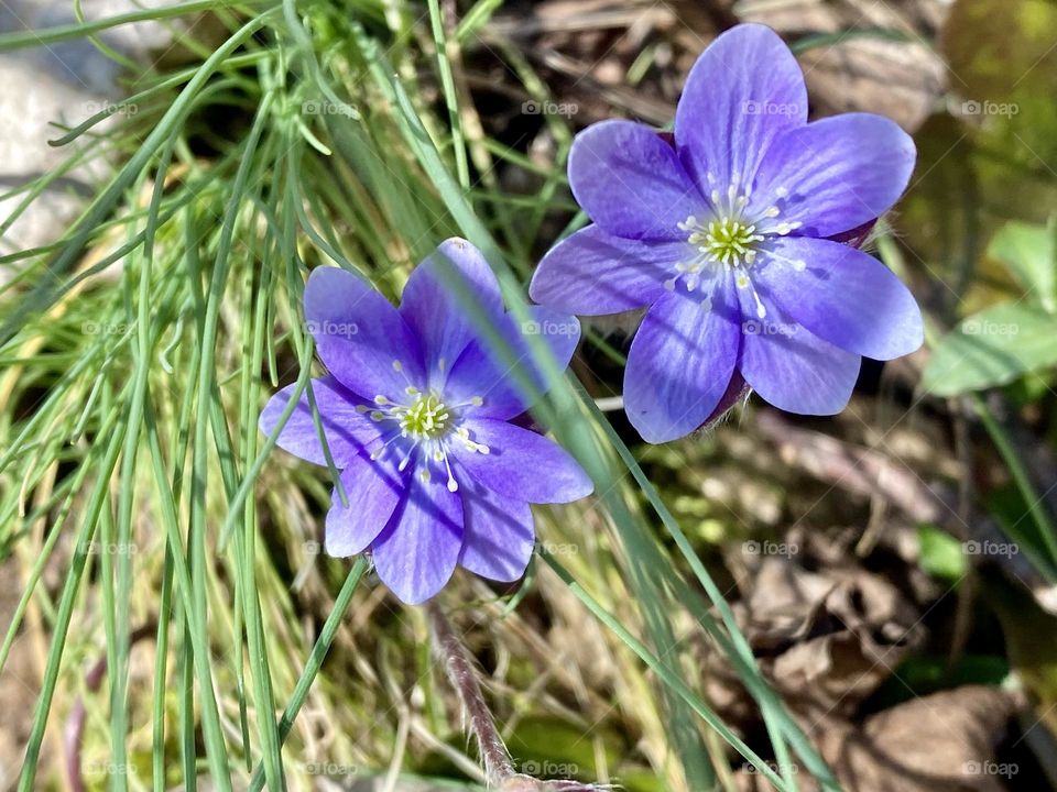 Two bright purple hepatica flowers