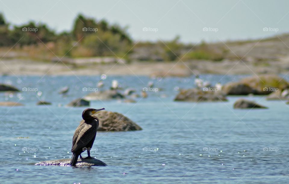 Cormorant