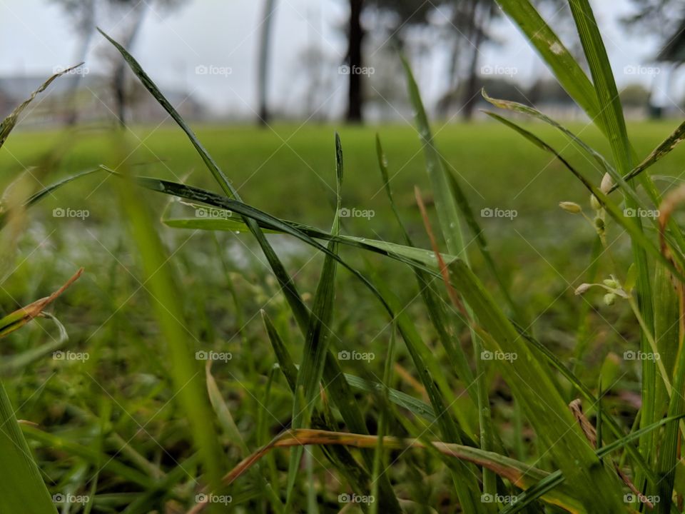grass in the rain