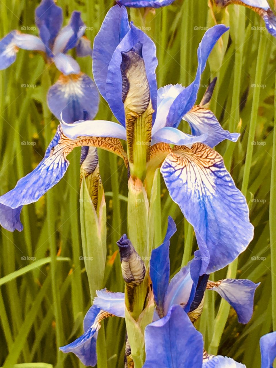 iris