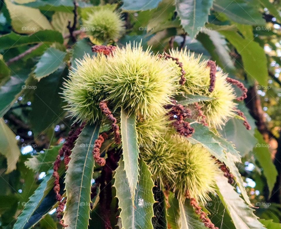 Chestnuts