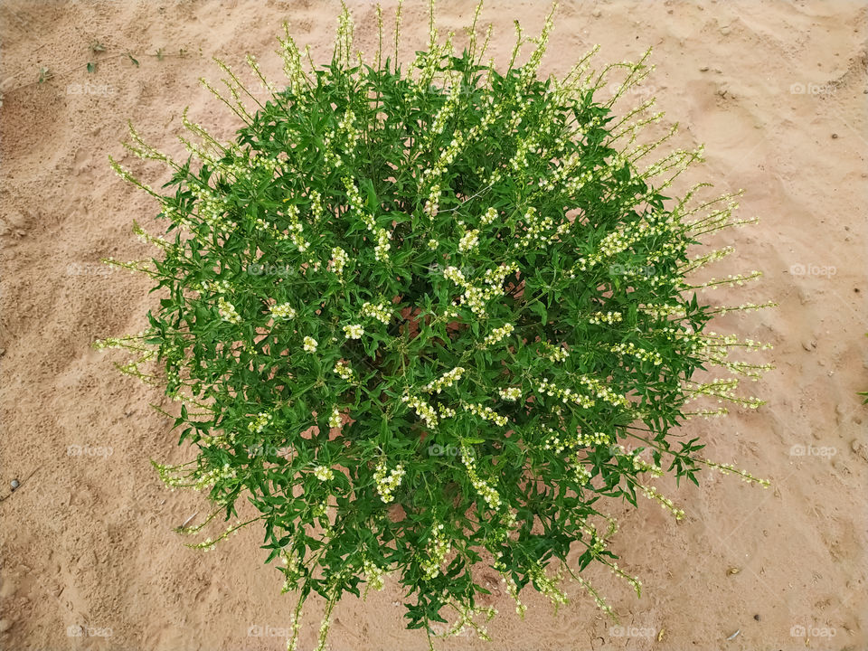 Beautiful Croton bonplandianum - Ban tulsi Plants with flowers blossom in the desert
