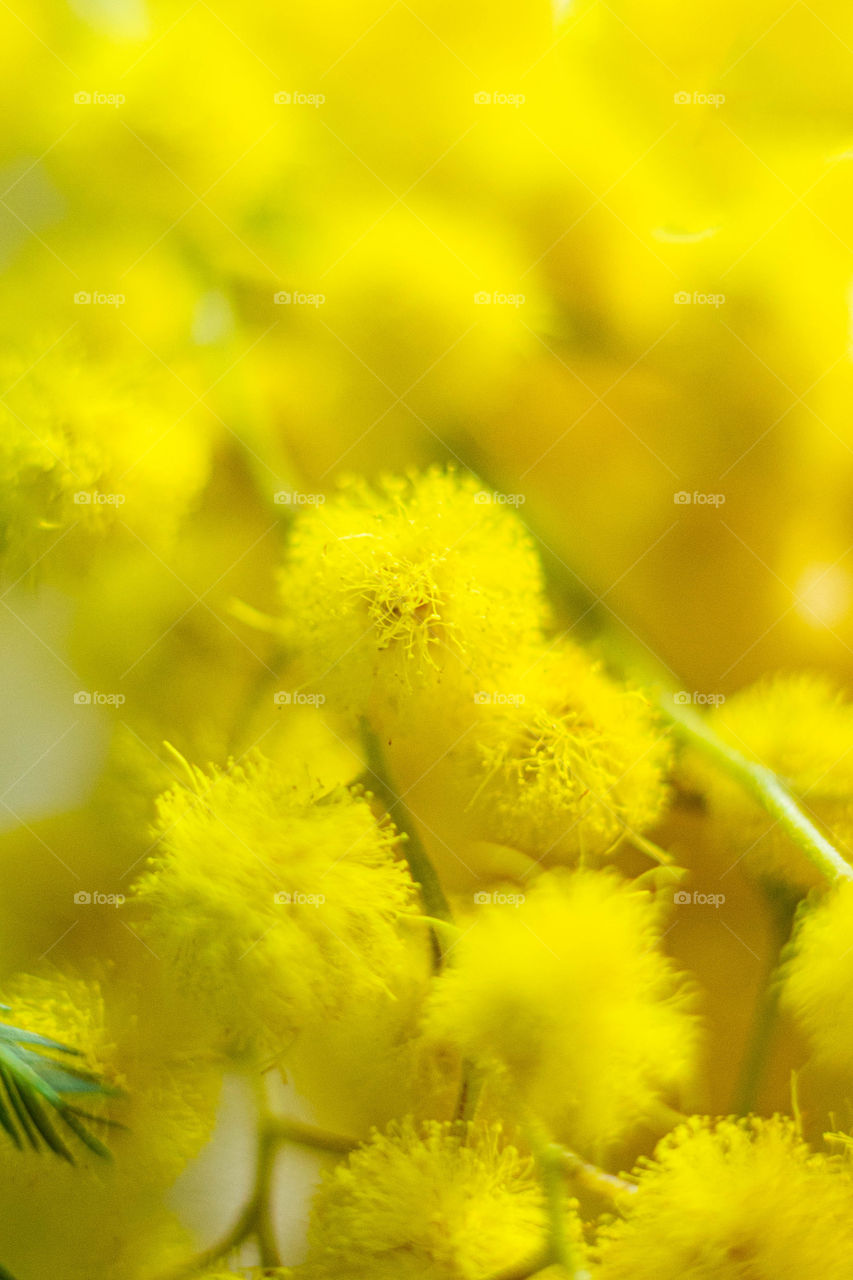 Yellow mimosa flowers close up shot.