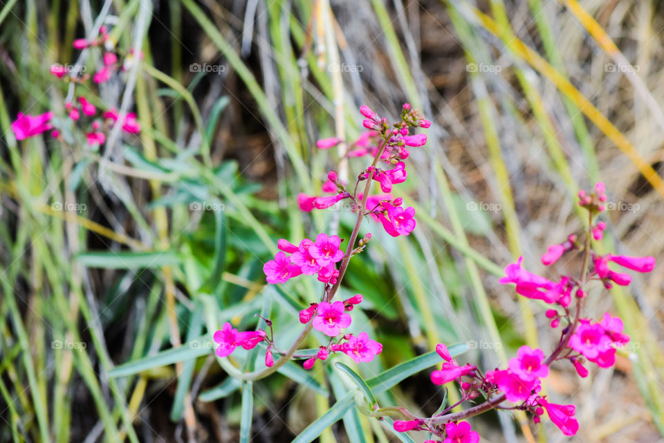 Nature, Flower, Flora, Leaf, Summer