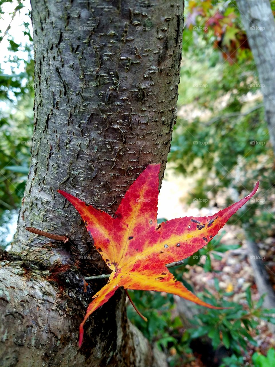 red and yellow leaf ready to fall