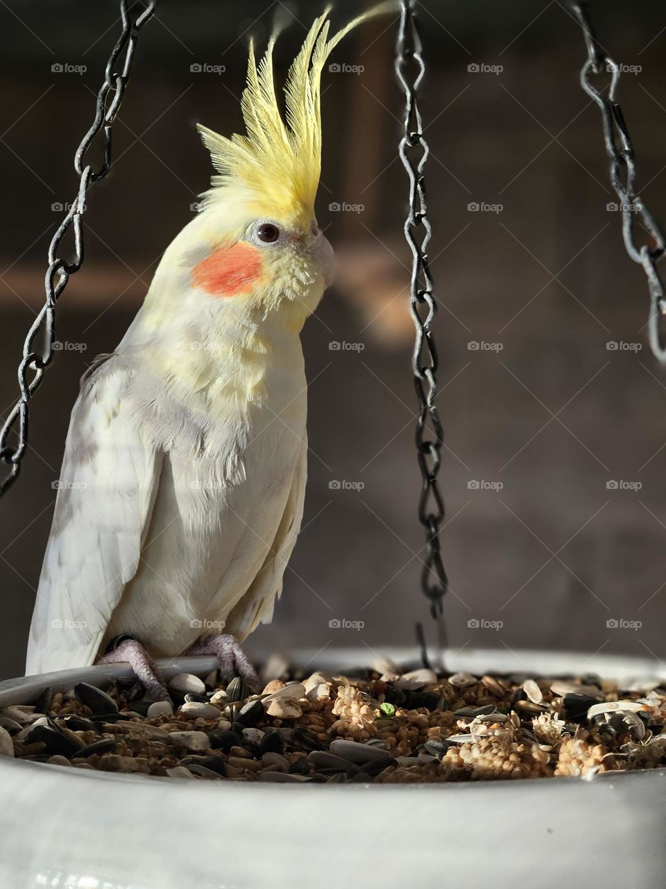 cockatiel sitting on a hanging bowl filled with delicious bird food