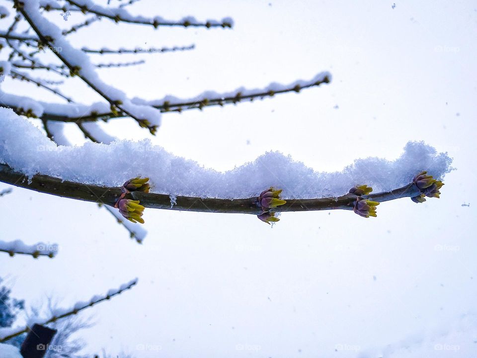 Frozen snow on the branch of a blossoming tree in spring