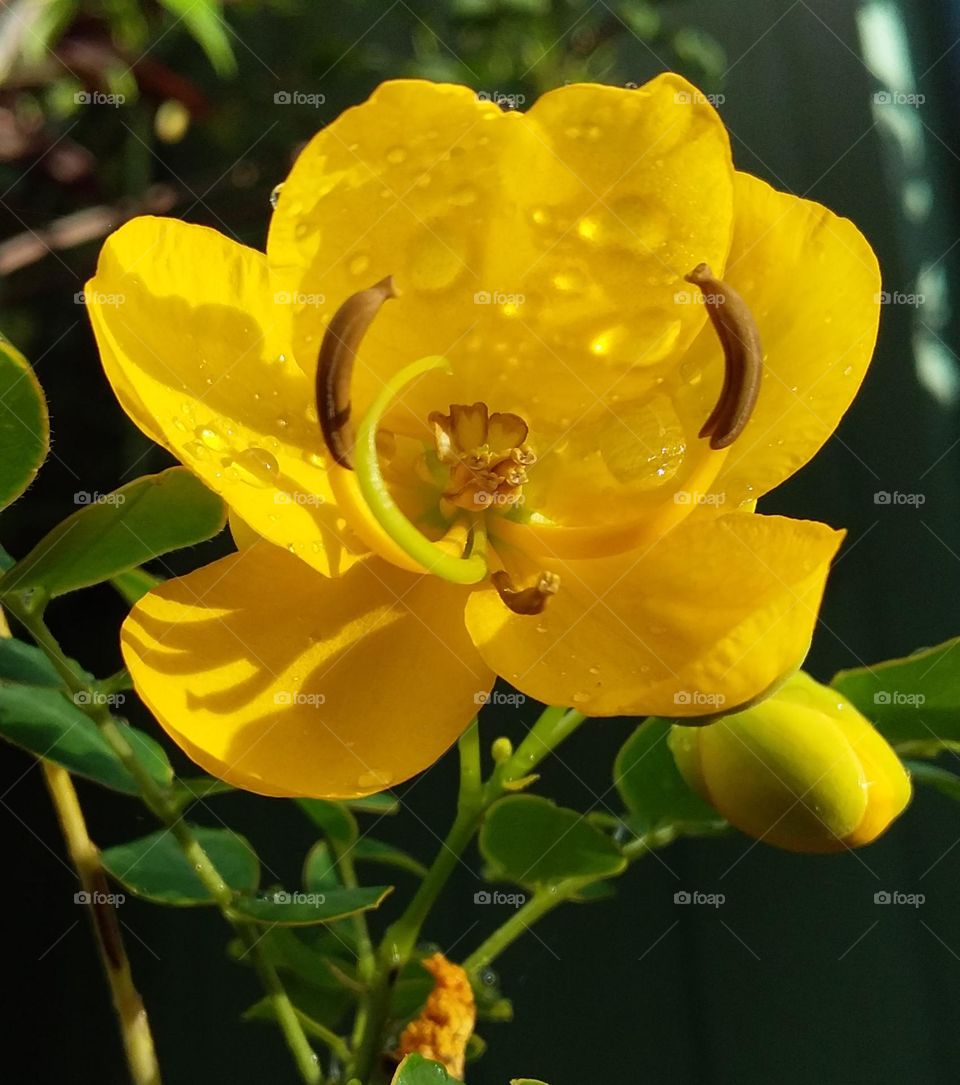 Yellow Flower after Rain