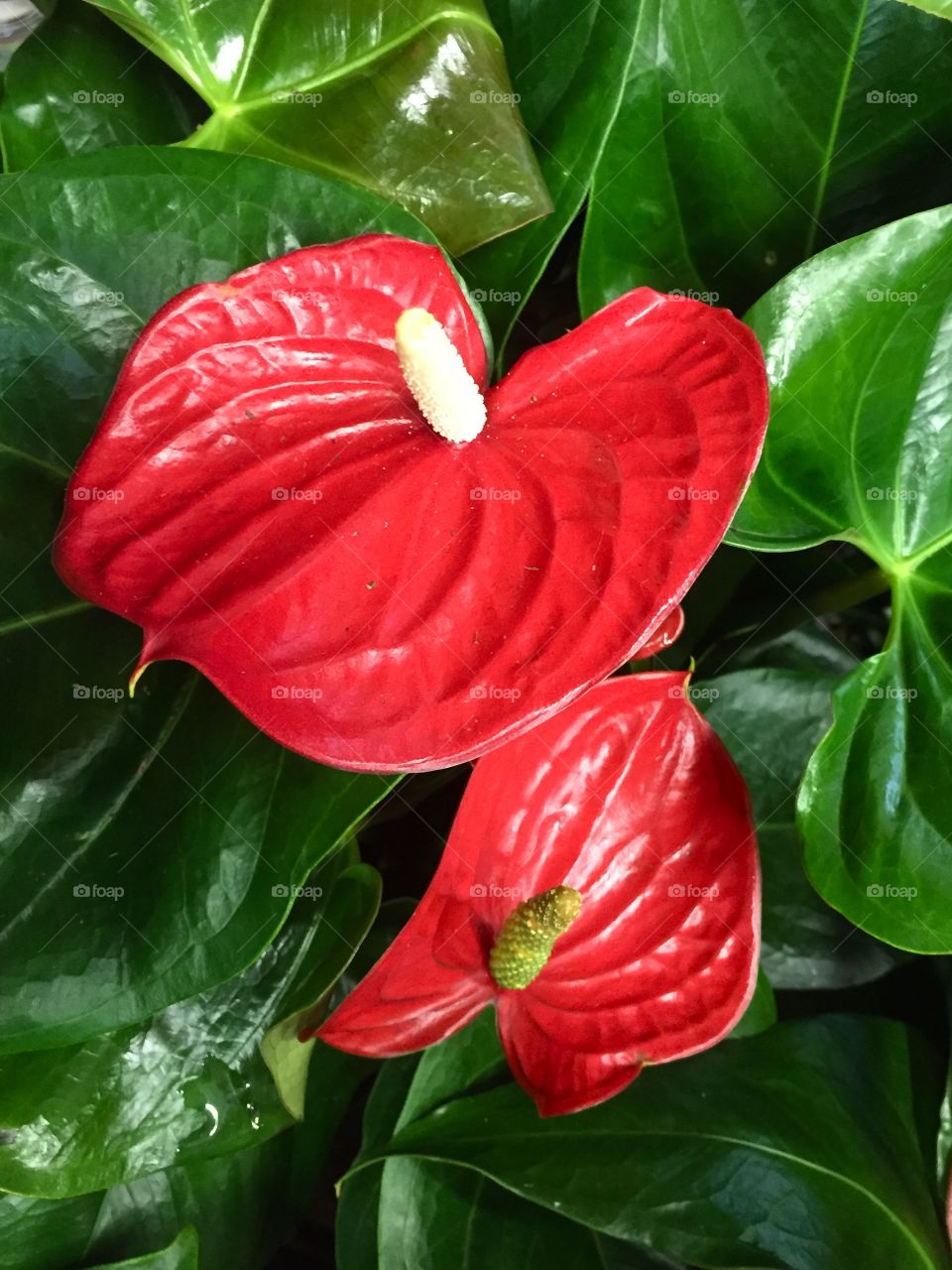 Red flowers 