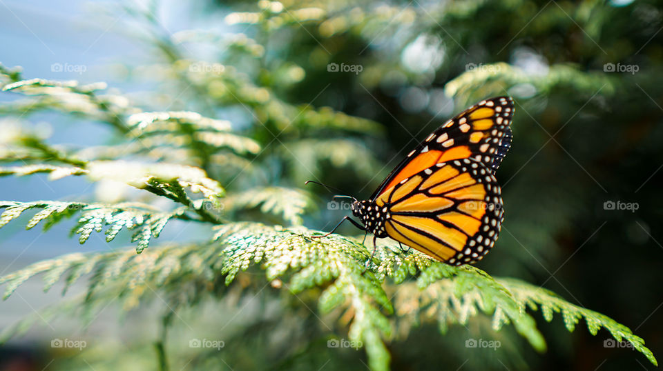 Sun bathing monarch butterfly 