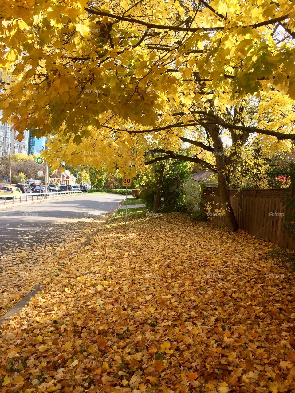 golden Autumn