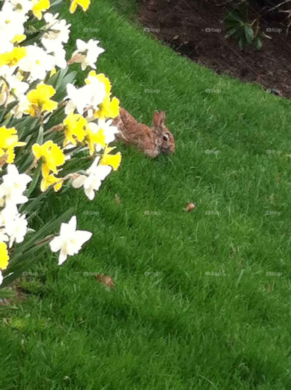 Wild rabbit hiding behind Daffodils