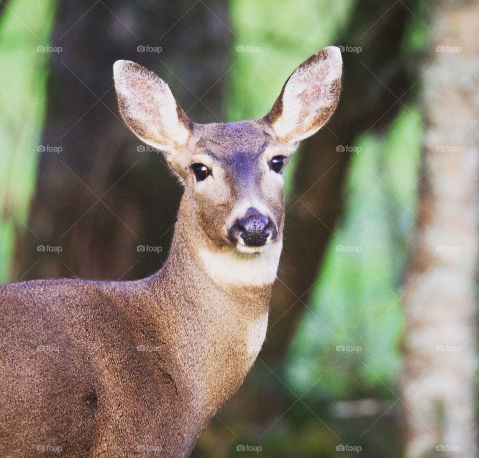 Doe in the woods checking out her visitor 