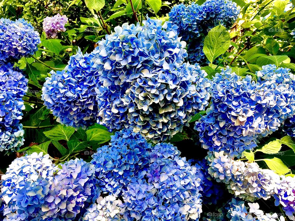 Beautiful lush big bushy lavender flowers in violet to indigo with hints of pink and purple have been growing extra-curricularly in the city of New York. 2021. Hypnotic Productions