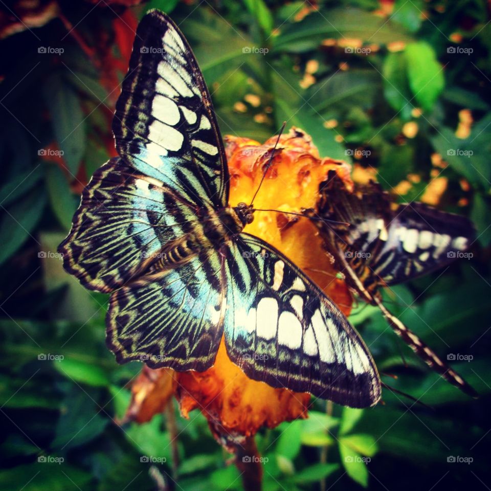 Butterflies. I saw these beautiful butterflies in Phuket botanical gardens 