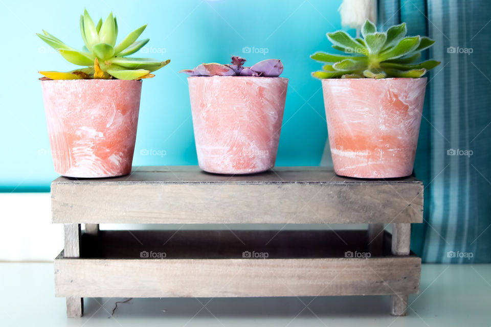Nature, indoor, indoor plants, plans, plant pot, cute, adorable, wood, crate, box, summer, vibes, hipster, feels, cactus, plant, aloe, fun, soft, relaxing, growth, stock, stock image