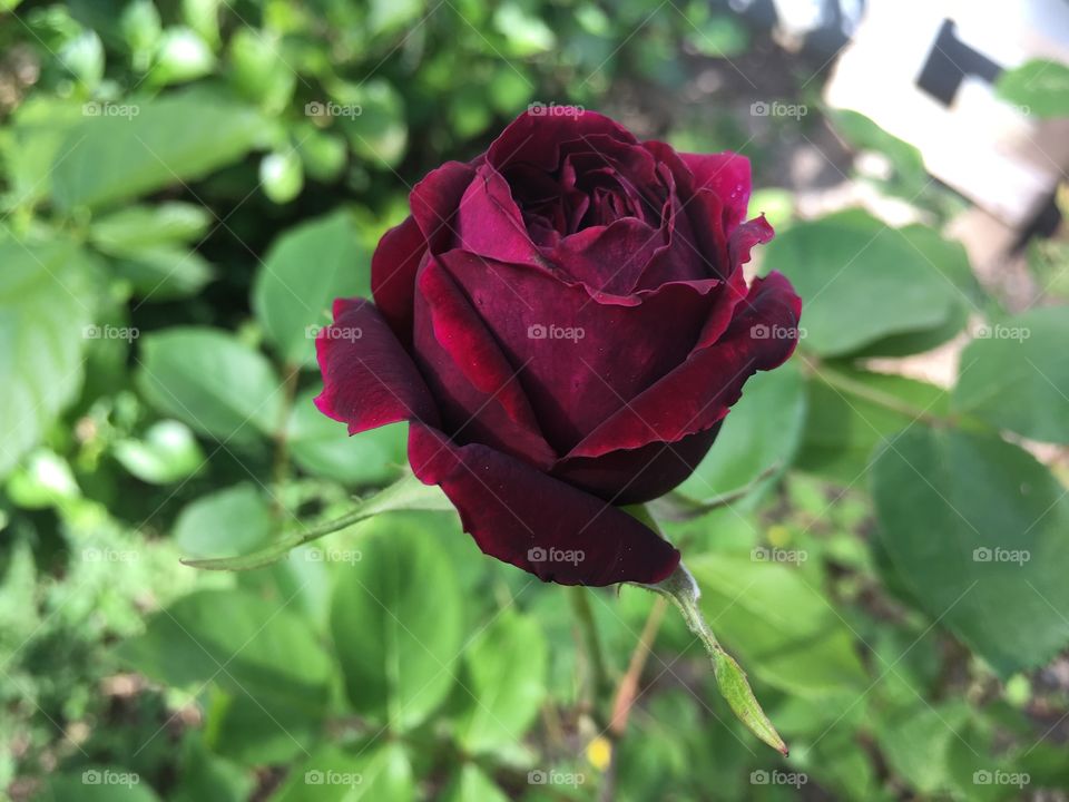 Nature, Leaf, Flower, Rose, Flora