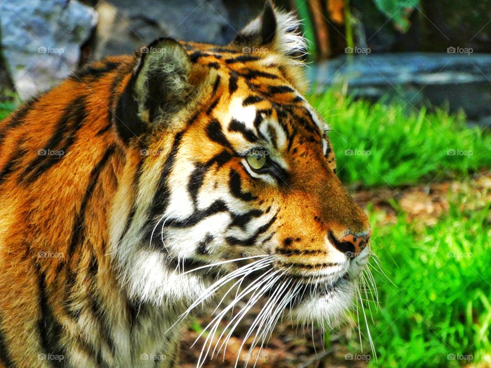 tiger