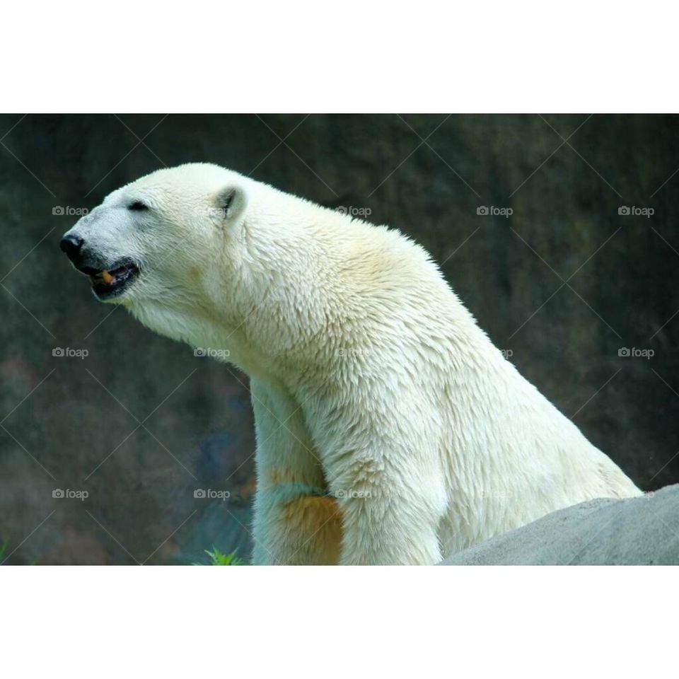 Polar bear