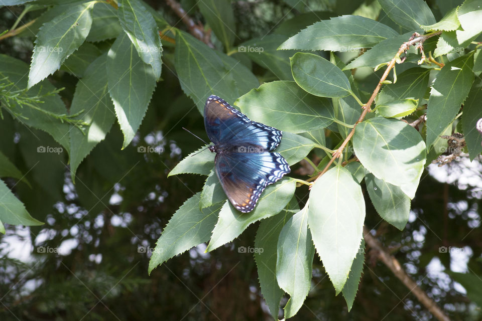 Blue butterfly 