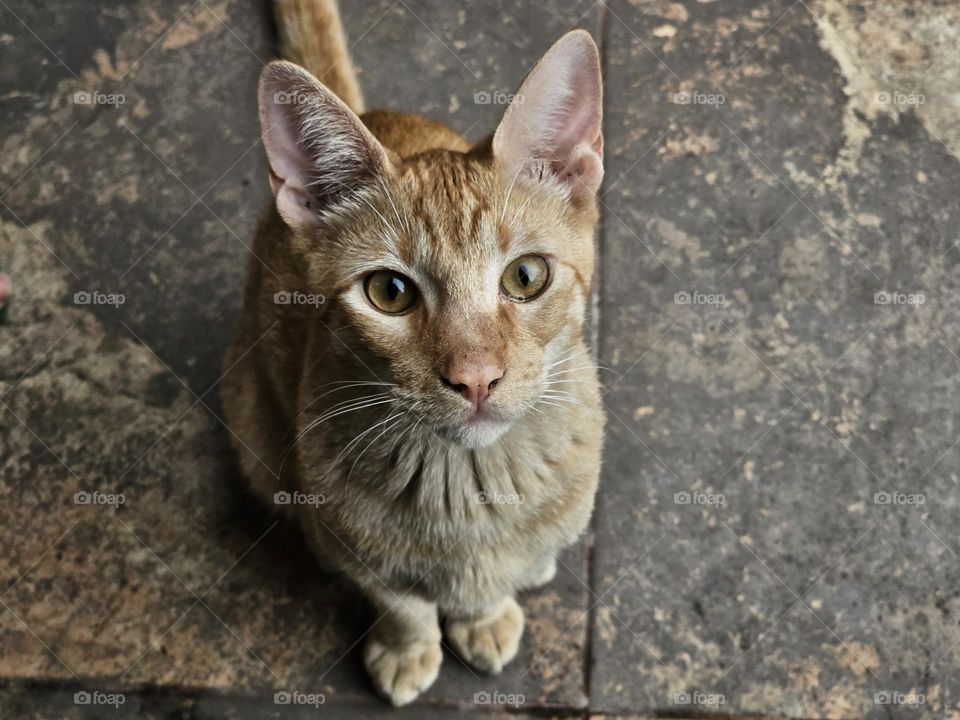 Adorable ginger 7 month old kitten.  He is alert, looking up. His eyes are a beautiful amber. His name is Tango.