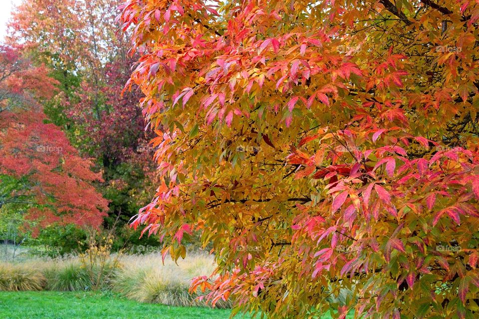 autumn tree in the park