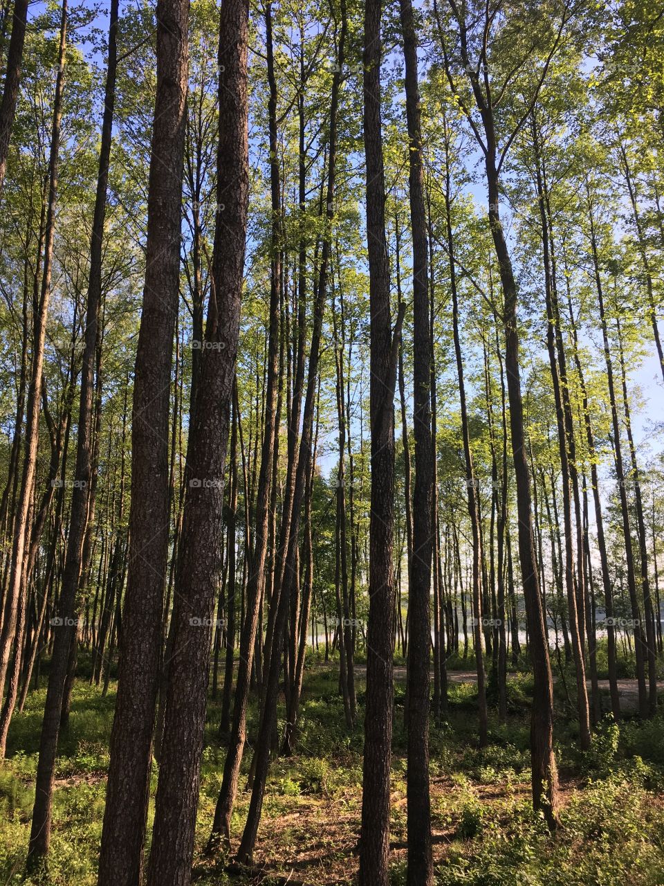 tall trees in the forest