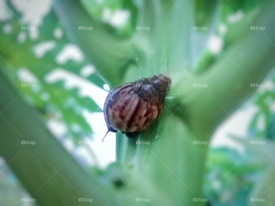 Helix sp is a leaf-eating pest