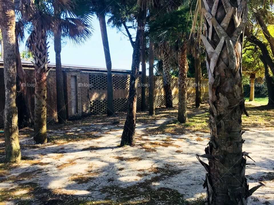 Palm trees at the beach. 