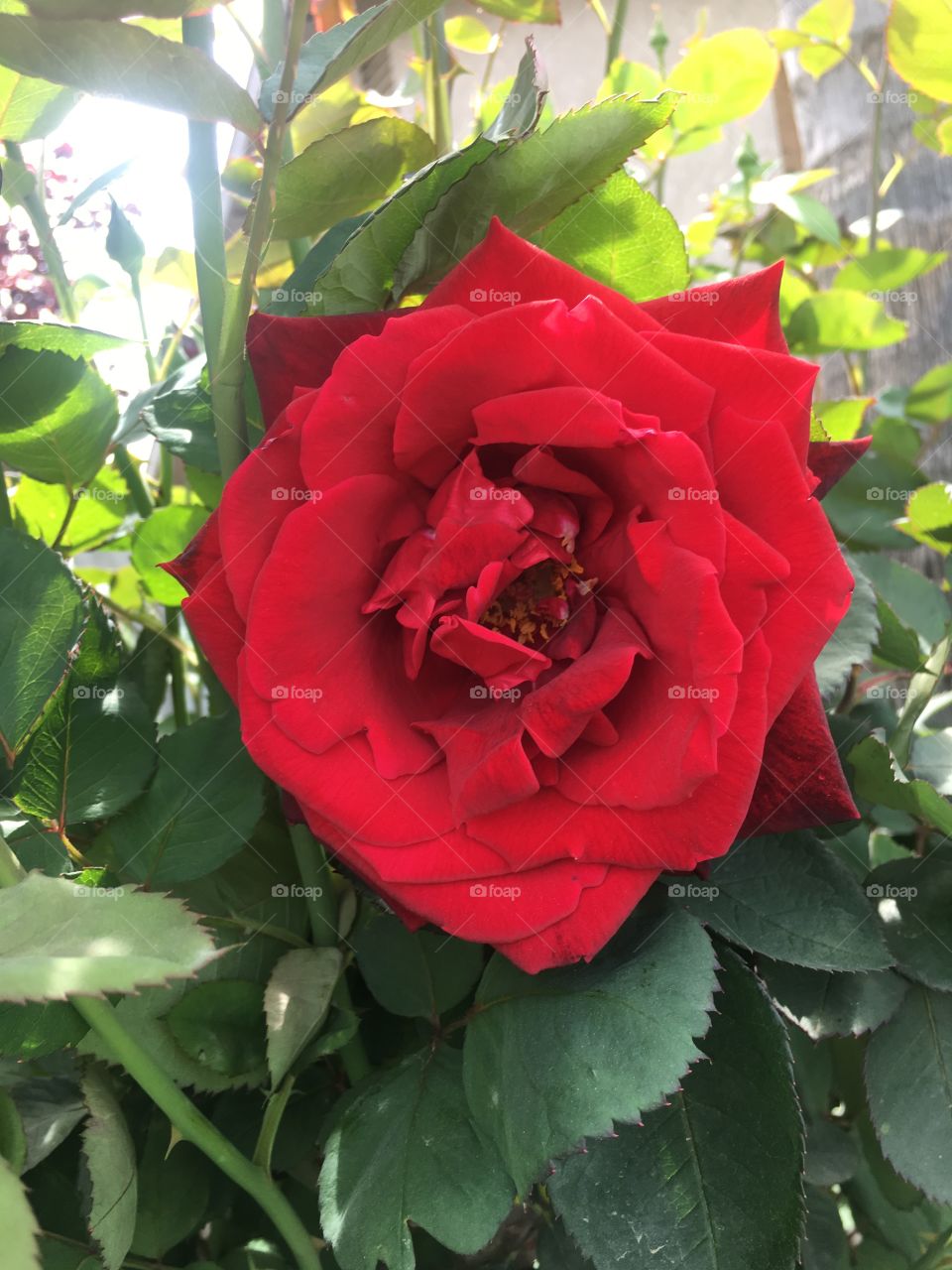 Ermosa flor de rosal