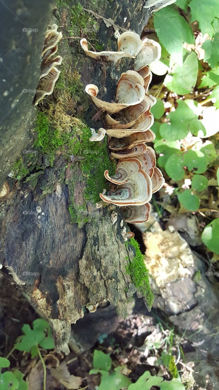 Turkey tail mushroom fungus