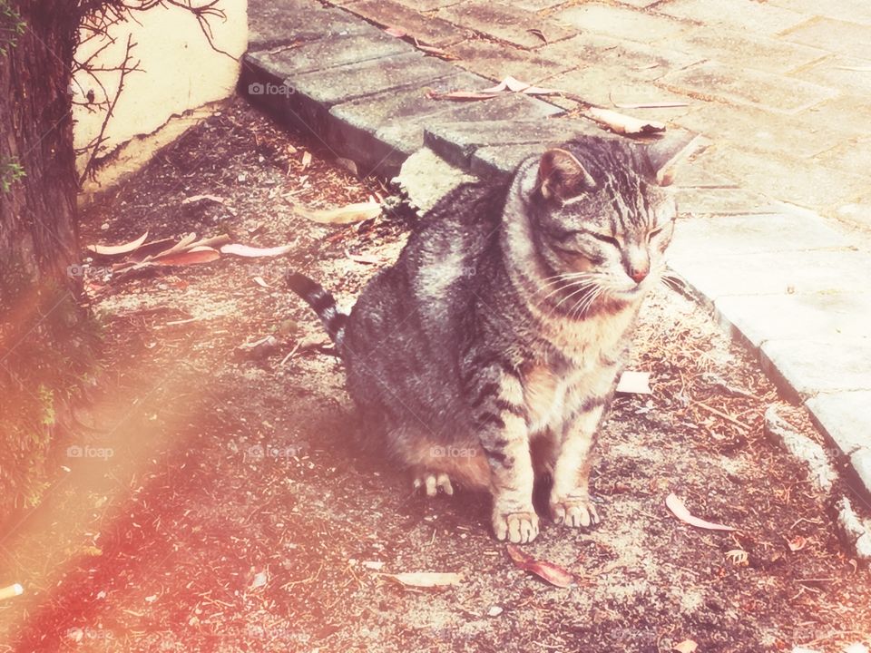 A tabby cat is outside.