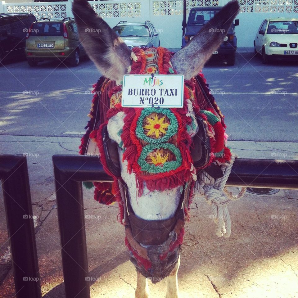Donkey in Mijas